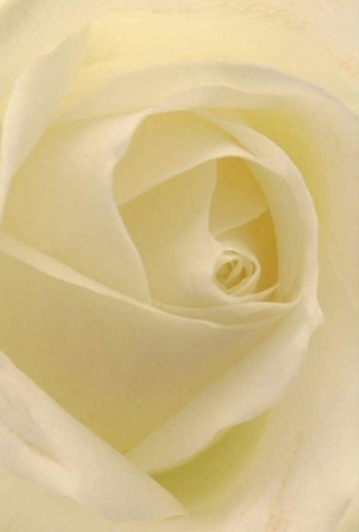 Pausing to admire this exquisite white rose, one is drawn into a quiet interplay of softness and light-the kind of tranquil beauty found in Ruislip's private gardens. Up close, its creamy white petals are artfully layered, forming a seamless, luminous spiral that appears to glow from within. The light, filtered as through morning mist over the ponds of Ruislip Woods, gently washes over each petal, highlighting subtle gradients from pure white at the core to faint blushes at the rim. As a florist from Ruislip, I sense this rose's purpose: it's an emblem of refined emotion, perfect for romantic endeavours, apologies that need no words, or centrepieces marking life's milestone celebrations. Its nearly flawless composition, balanced by delicate shadows, suggests purity and resilience-a flower ready to convey messages of hope, respect, or unity. The rose releases an understated, refreshing fragrance that lingers softly in memory, a signature of the care and dedication woven into every bouquet assembled for Ruislip Florist's loyal clientele.